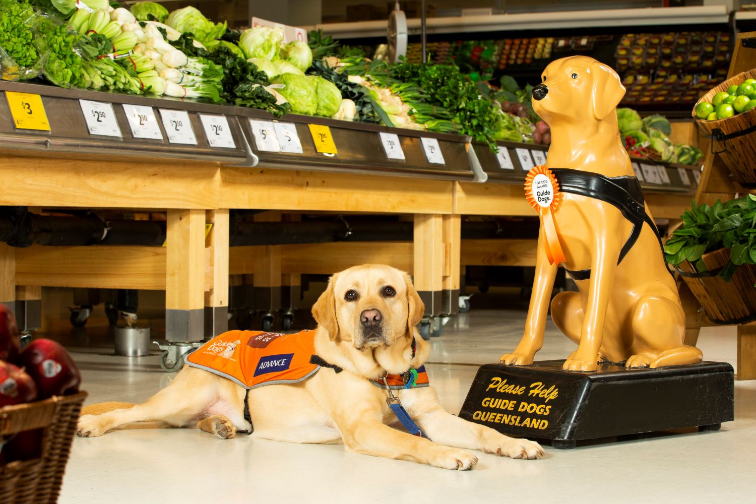 Guide Dogs Trainee Support Dog Yaden with one of Australia's Top Dogs at Coles Miami, QLD